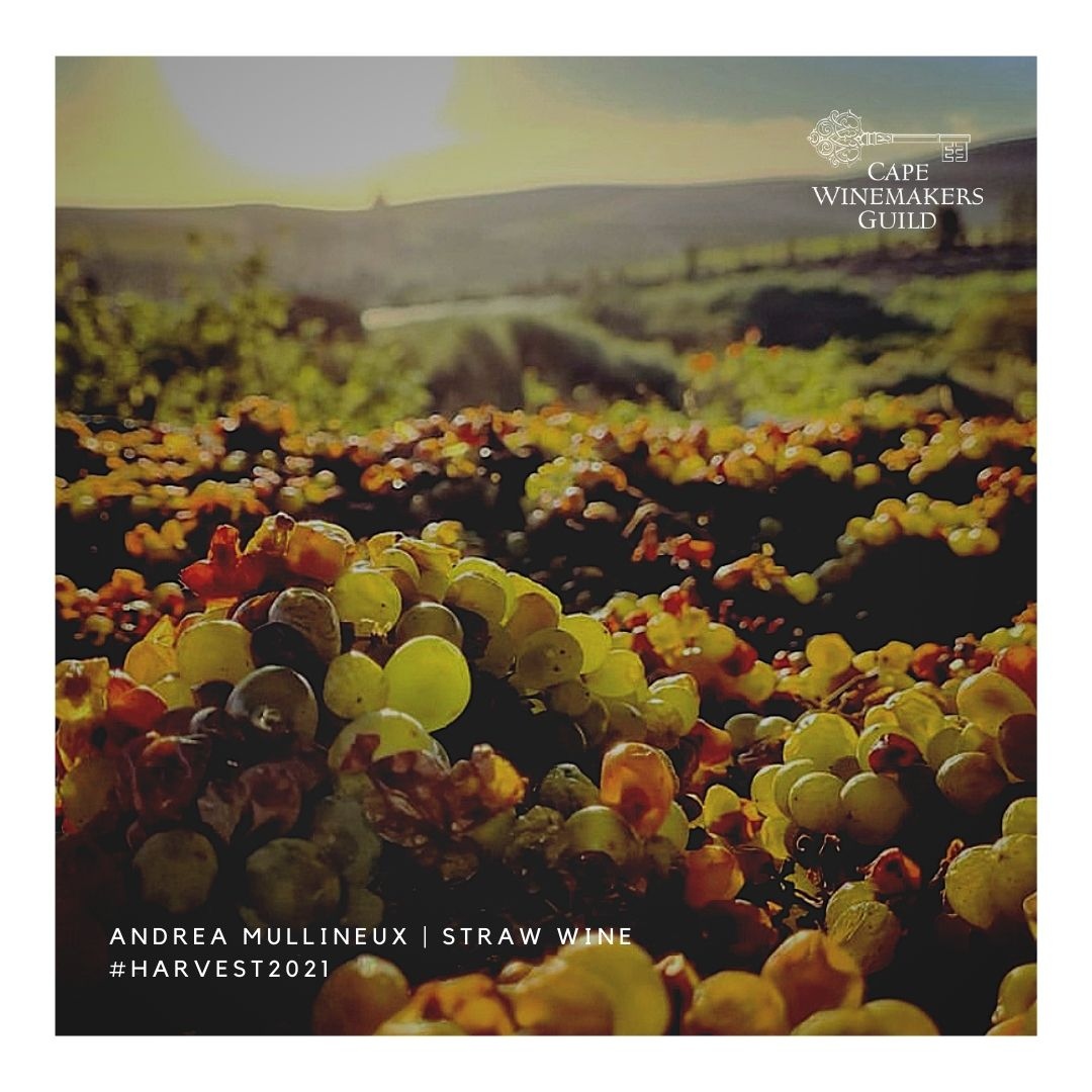 CapeWinemakersG's tweet photo. Guild member Andrea Mullineux and her team's versatility know no boundaries, like this Straw Wine bound Chenin Blanc grapes, capturing the late summer days of the Swartland.
đž: @mullineuxwines
#strawwine #vindepaille #cheninblanc #capewinemakersguild #harvest2021 https://t.co/aAKZEEjVoH