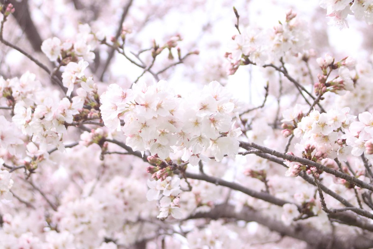 ibk_sakura's tweet image. 河川敷のさくら🌸
4枚目縦写真です。
#桜2021 
#キリトリセカイ 
#ファインダー越しの私の世界
#写真好きな人と繋がりたい