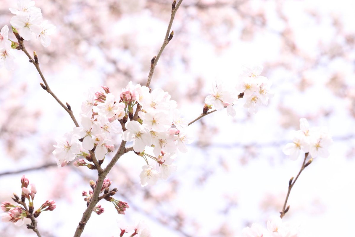 ibk_sakura's tweet image. 河川敷のさくら🌸
4枚目縦写真です。
#桜2021 
#キリトリセカイ 
#ファインダー越しの私の世界
#写真好きな人と繋がりたい