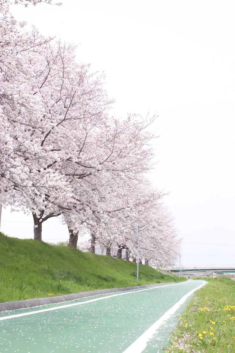 ibk_sakura's tweet image. 河川敷のさくら🌸
4枚目縦写真です。
#桜2021 
#キリトリセカイ 
#ファインダー越しの私の世界
#写真好きな人と繋がりたい