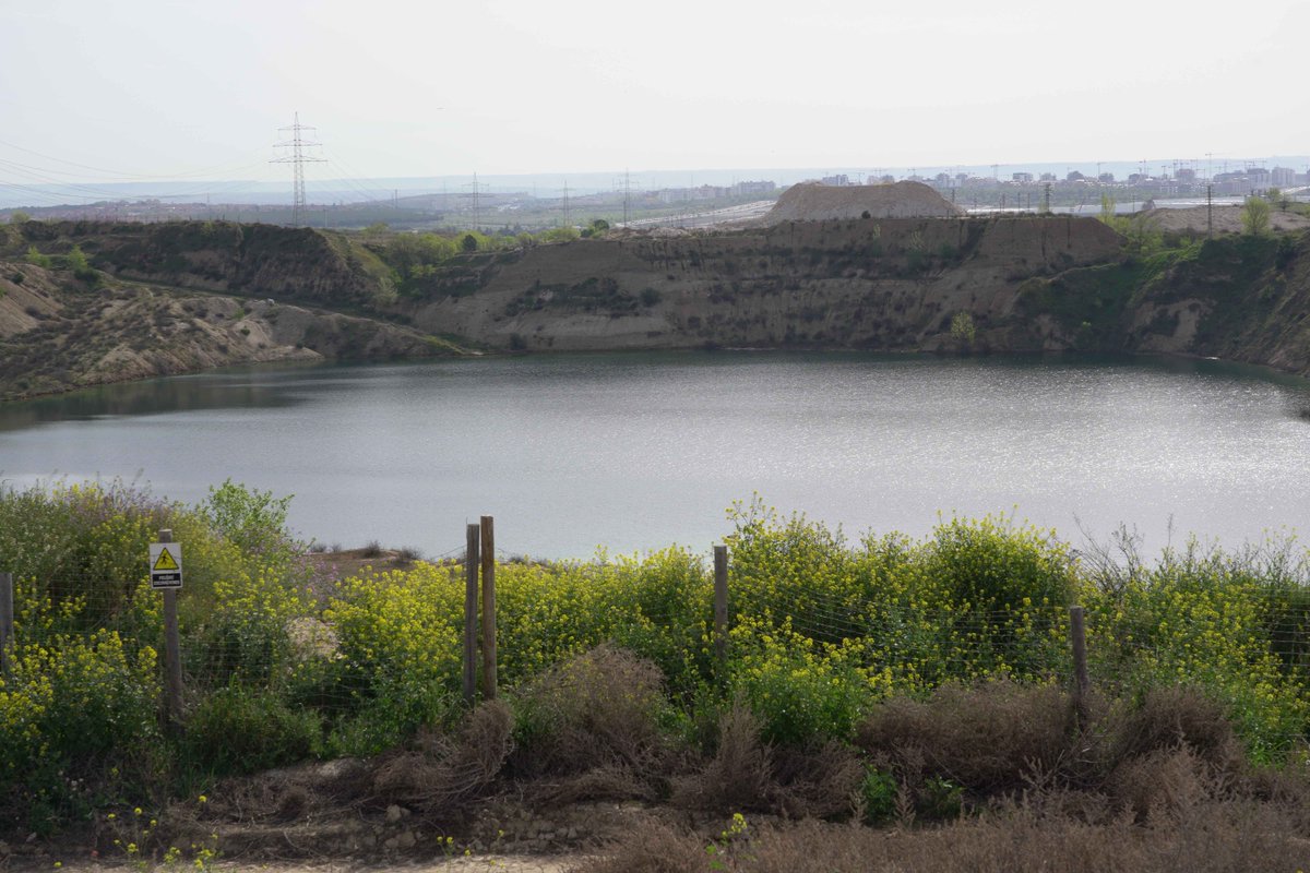 📢 El Ayuntamiento <a href="/MADRID/">Ayuntamiento Madrid</a> incluirá el entorno de las lagunas de Ambroz dentro del #BosqueMetropolitano.

🦆 🐦 El objetivo es dotar a estos humedales artificiales, entorno valioso para la biodiversidad, de la adecuada protección para su preservación. 

madrid.es/portales/munim…