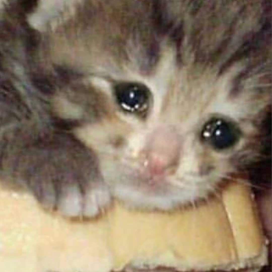 LPopover's tweet photo. Cry* https://t.co/ZSs4DDsRmW