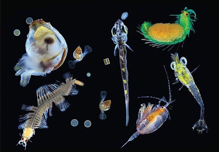 MsBiology_'s tweet photo. Plankton | العوالق البحرية

مجموعة من الكائنات المائية المجهرية تنجرف مع التيار و هي غير قادرة على السباحة عكسه، وتطفو على السطح أحيانًا.

مثل:
الأمشاج، اليرقات، القشريات والقناديل الصغيرة والنباتات المجهرية وبعض الطحالب. https://t.co/1wRTolAOob
