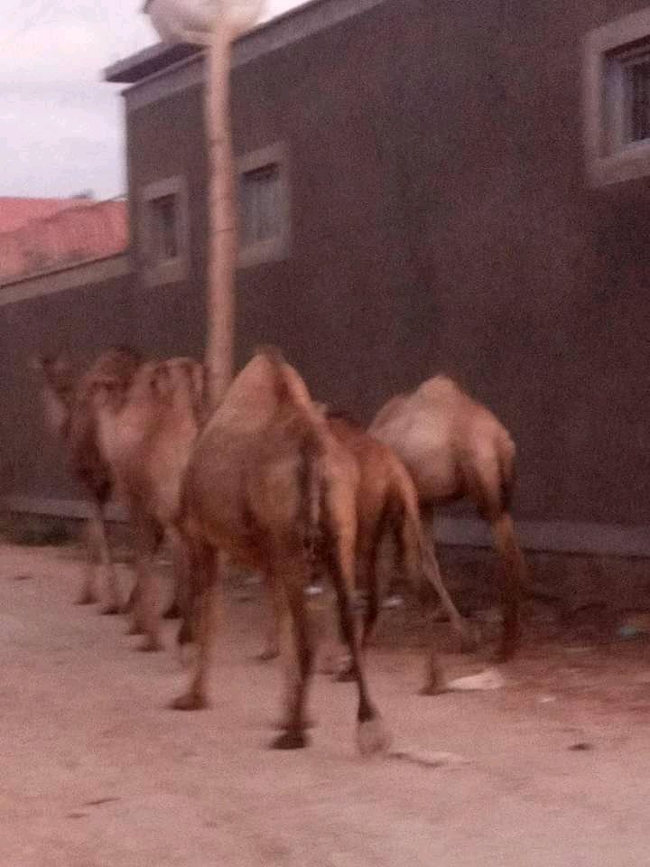 mahamud_shobane's tweet photo. Waa #geel reer #magaal ah wuxuu ku nool yahay #magalada
Halkaani waa #jigjiga waayahan dadkii iska daayee #xoolihii ayaa #magaalooyinka ku soo xaroonaya
@Dalmar_DiriE @Abdijafle116 @Nuuraiimaan @NujuumBullaale @SpotonSomalia @QacleAbdi https://t.co/EN2jv8ha6i