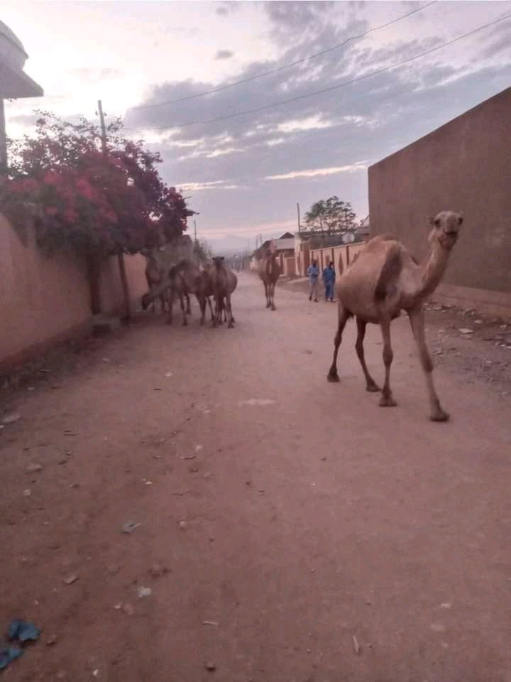 mahamud_shobane's tweet photo. Waa #geel reer #magaal ah wuxuu ku nool yahay #magalada
Halkaani waa #jigjiga waayahan dadkii iska daayee #xoolihii ayaa #magaalooyinka ku soo xaroonaya
@Dalmar_DiriE @Abdijafle116 @Nuuraiimaan @NujuumBullaale @SpotonSomalia @QacleAbdi https://t.co/EN2jv8ha6i