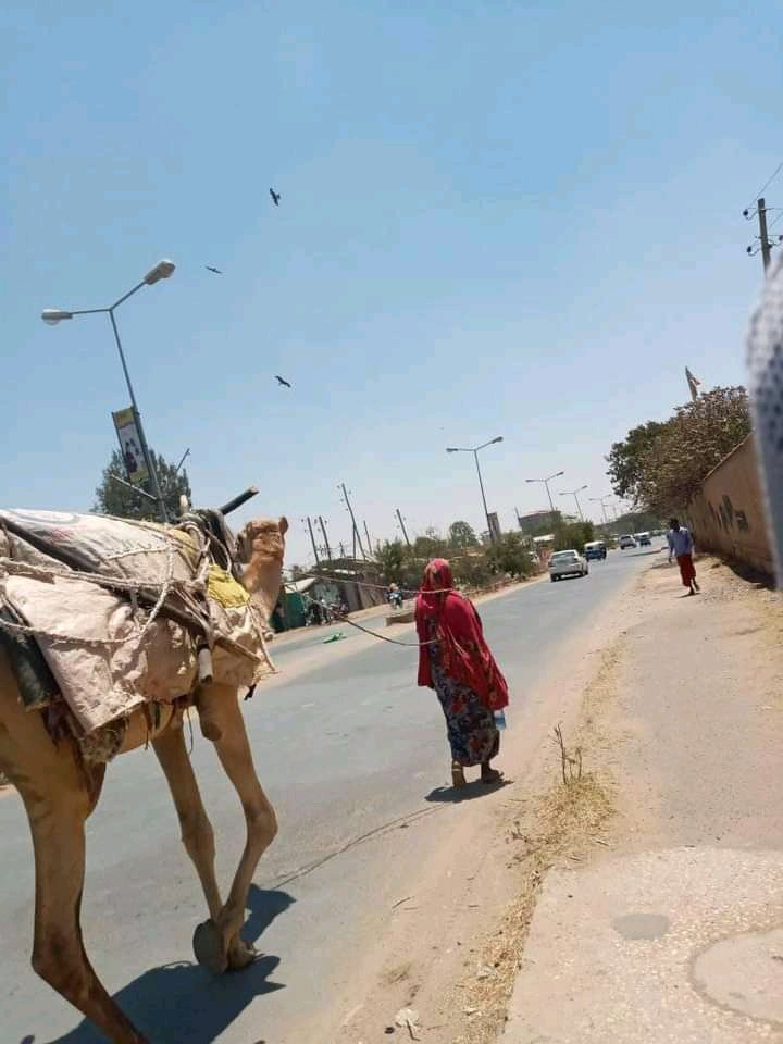 mahamud_shobane's tweet photo. Waa #geel reer #magaal ah wuxuu ku nool yahay #magalada
Halkaani waa #jigjiga waayahan dadkii iska daayee #xoolihii ayaa #magaalooyinka ku soo xaroonaya
@Dalmar_DiriE @Abdijafle116 @Nuuraiimaan @NujuumBullaale @SpotonSomalia @QacleAbdi https://t.co/EN2jv8ha6i