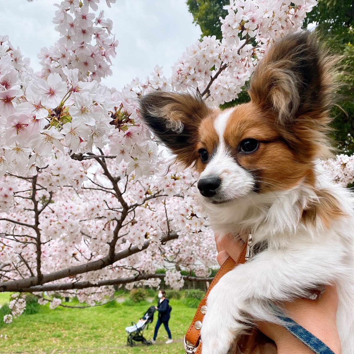 chacha_maru0825's tweet photo. お花見☀️　
#桜
#パピヨン
#子犬
#わんこ
#フォローお願いします https://t.co/Fu5Ylk1WNG