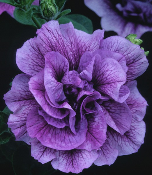PlugplantUK's tweet photo. Scented plug plants:  https://t.co/sTmY2YaT05 
These plug plants are a delight to the senses.  

#plugplants #scentedflowers #lovegardening #loveflowers https://t.co/00G9WlQK66