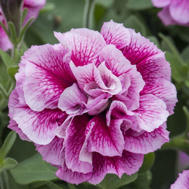 PlugplantUK's tweet photo. Scented plug plants:  https://t.co/sTmY2YaT05 
These plug plants are a delight to the senses.  

#plugplants #scentedflowers #lovegardening #loveflowers https://t.co/00G9WlQK66