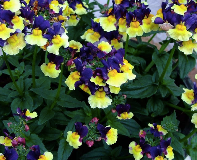 PlugplantUK's tweet photo. Scented plug plants:  https://t.co/sTmY2YaT05 
These plug plants are a delight to the senses.  

#plugplants #scentedflowers #lovegardening #loveflowers https://t.co/00G9WlQK66