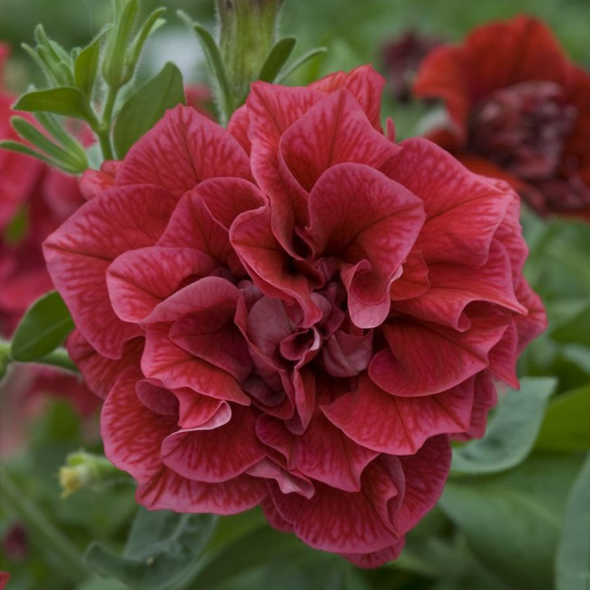 PlugplantUK's tweet photo. Scented plug plants:  https://t.co/sTmY2YaT05 
These plug plants are a delight to the senses.  

#plugplants #scentedflowers #lovegardening #loveflowers https://t.co/00G9WlQK66
