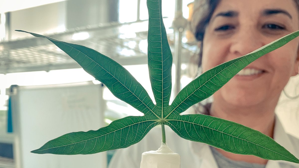 NRInstitute's tweet photo. New Publication📚from the African Cassava Whitefly Project, “Glucosylation prevents plant defense activation in phloem-feeding insects”. Read the full article👉 https://t.co/1sGsU19BNC 🔬 #ACWP #NRI https://t.co/B1IlfBVfBO