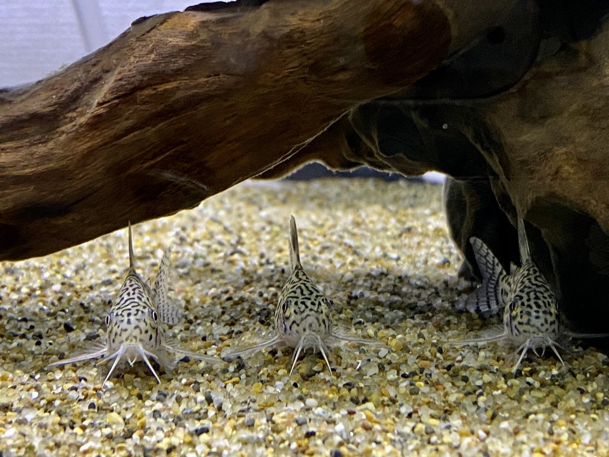 aquatech_life's tweet photo. ちびこりちゃんズ。
まだ体が小さいからなのか、人影が怖いみたいです。
親コリの堂々とした姿とは対照的に、すぐ流木の下に隠れます🐟 https://t.co/SGSjGGH9nM