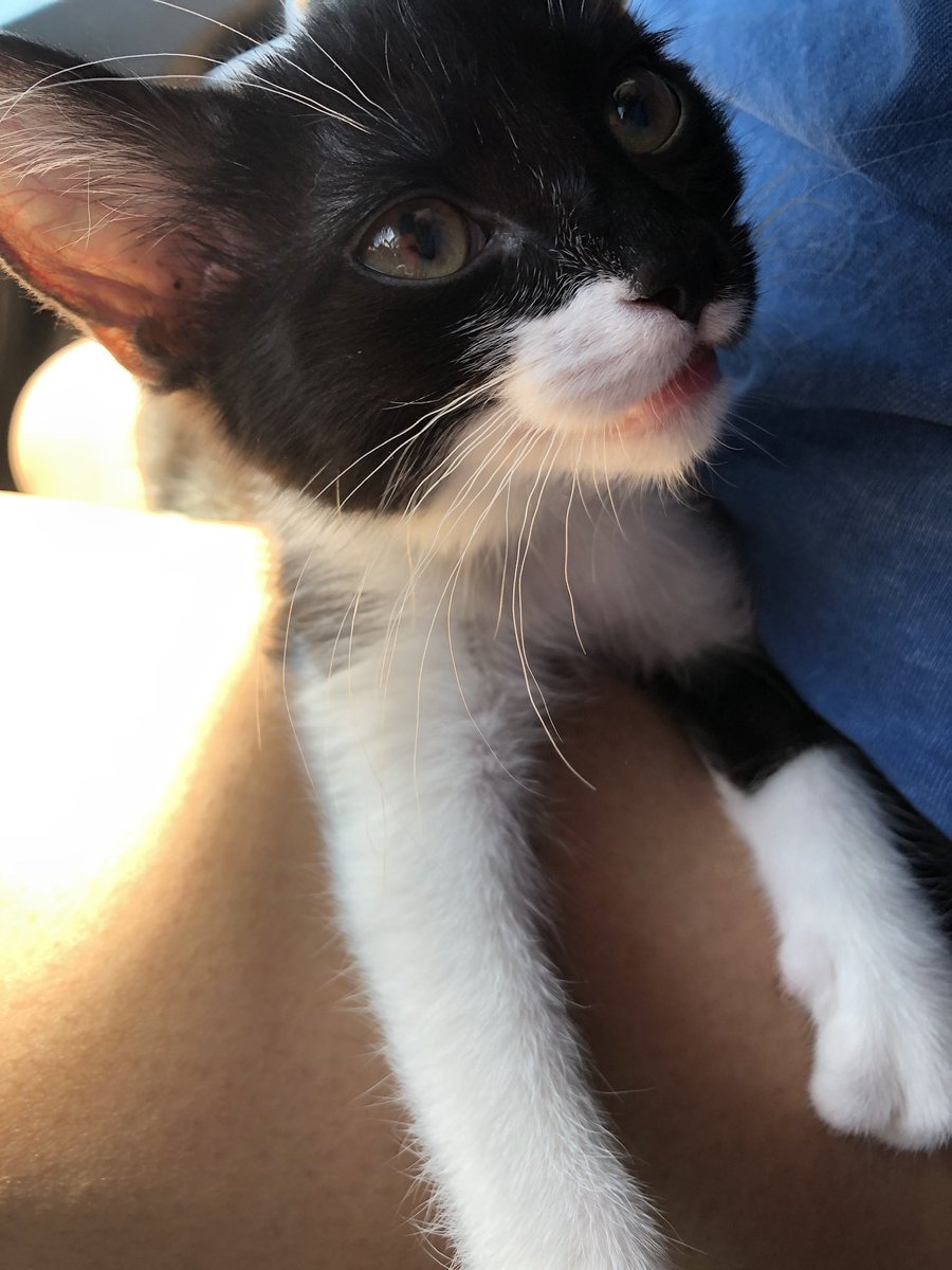 veiled pinecone tweet media