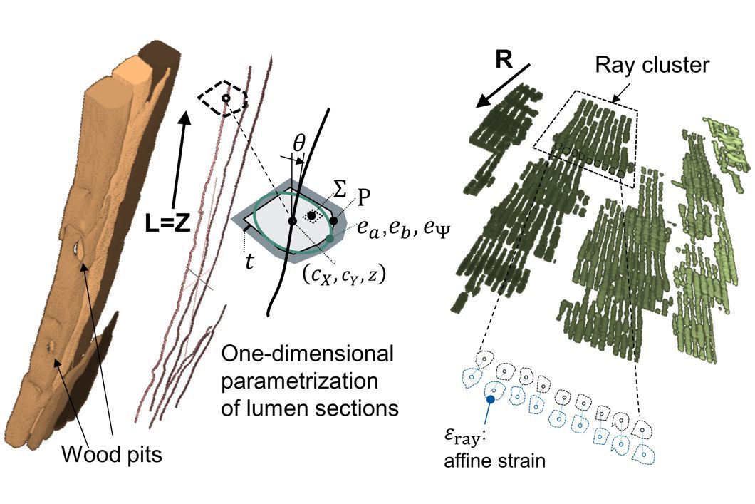 BAMResearch's tweet image. #Wood fascinates craftsmen &amp;amp; scientists. To better understand its behaviour, models + simulations are utilized. Numerical values of deformations at subcellular scale have been required &amp;amp; could now be obtained in experiments at #swisslightsource @psich_en: buff.ly/2OGOrRc