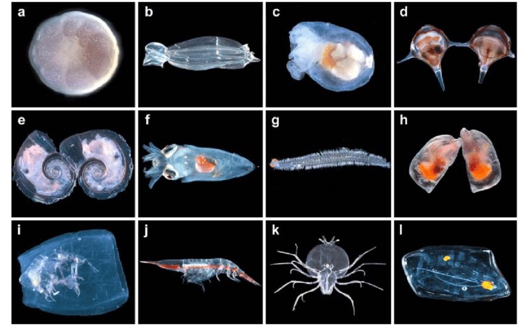 MsBiology_'s tweet photo. 2. Zooplankton| العوالق الحيوانية

كائنات وحدة أو عديدة الخلايا، تتغذى على غيرها من العوالق -كالعوالق النباتية مثلا-في البحار والمياة العذبة. https://t.co/bHi2jjSJcg