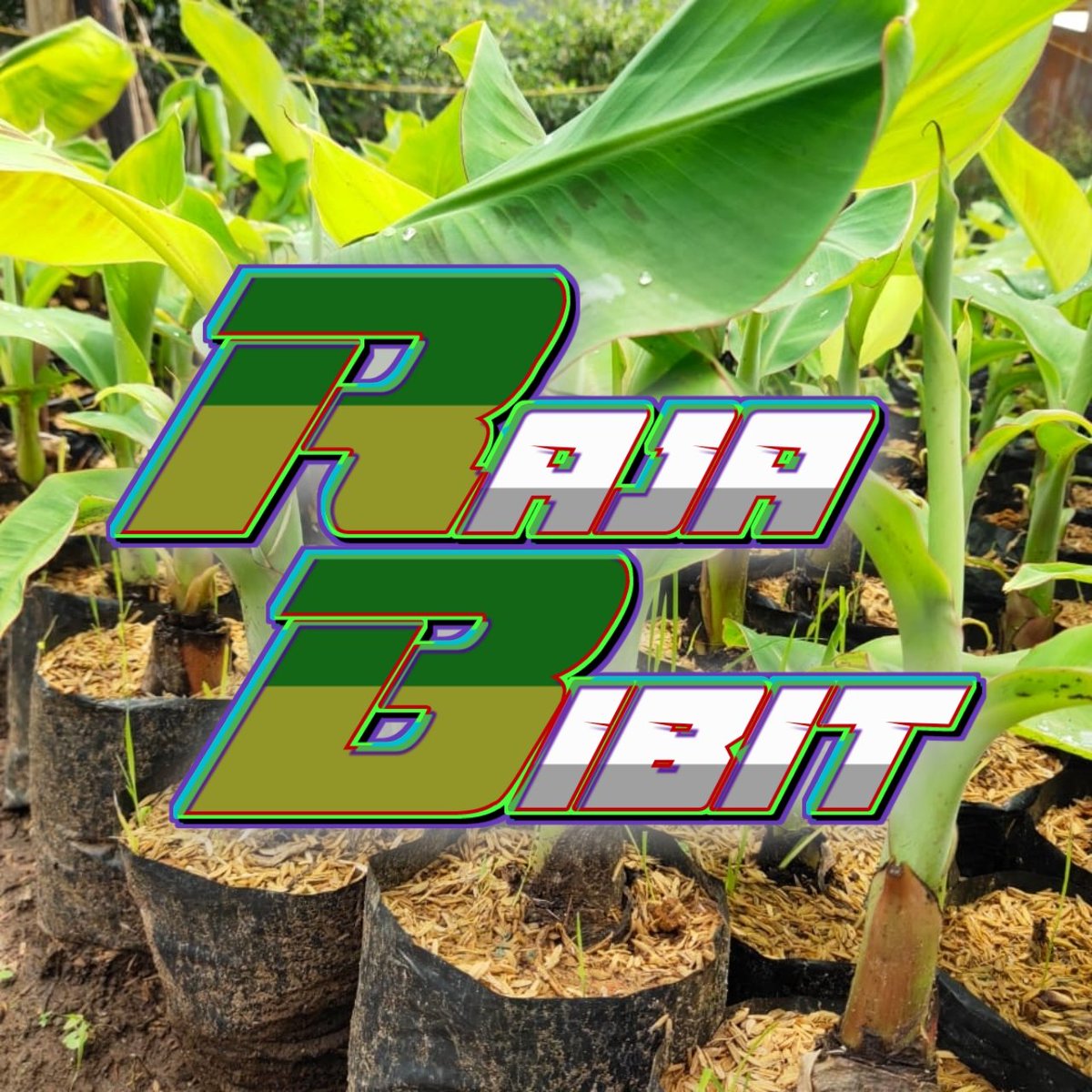 anwar_choerul's tweet photo. Bibit Pisang Ambon, Siap Antar Sampai Tujuan lurr... https://t.co/090tLdhBnu