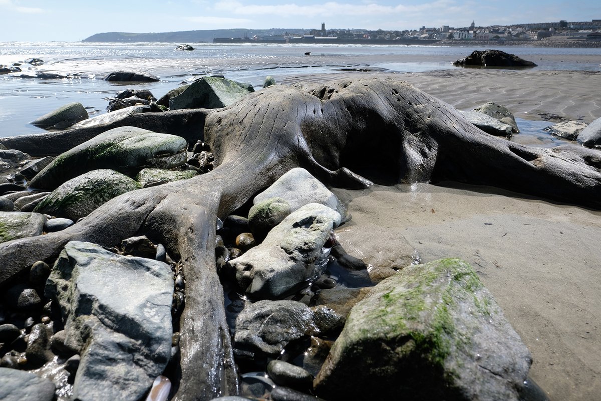 photogregmartin's tweet image. The lowest tide of the year has uncovered vast remains of a submerged ancient forest in Mount's Bay, Cornwall. The last time such a significant amount was exposed, following storms in 2014, geologists estimated the forest to be 4,000 to 6,000 years old. cornwalllive.com/news/cornwall-…