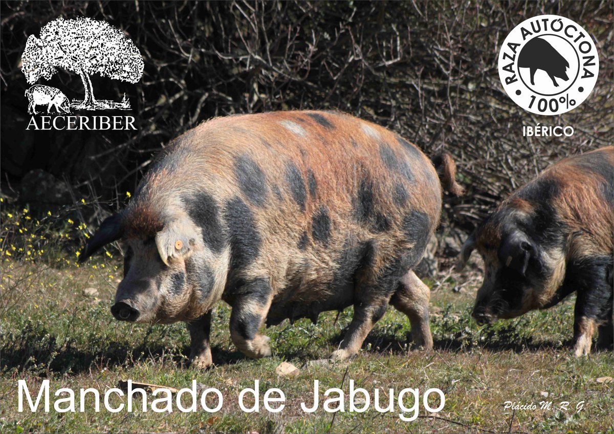 aeceriber's tweet photo. Ejemplares de la variedad de #cerdoiberico Manchado de Jabugo en Peligro de Extinción #100x100nuestro #delibericohastalosandares #cerdoiberico #RazaAutóctona #AlimentosdEspaña #nature #springtime #extensivo https://t.co/QInWFQSuAA