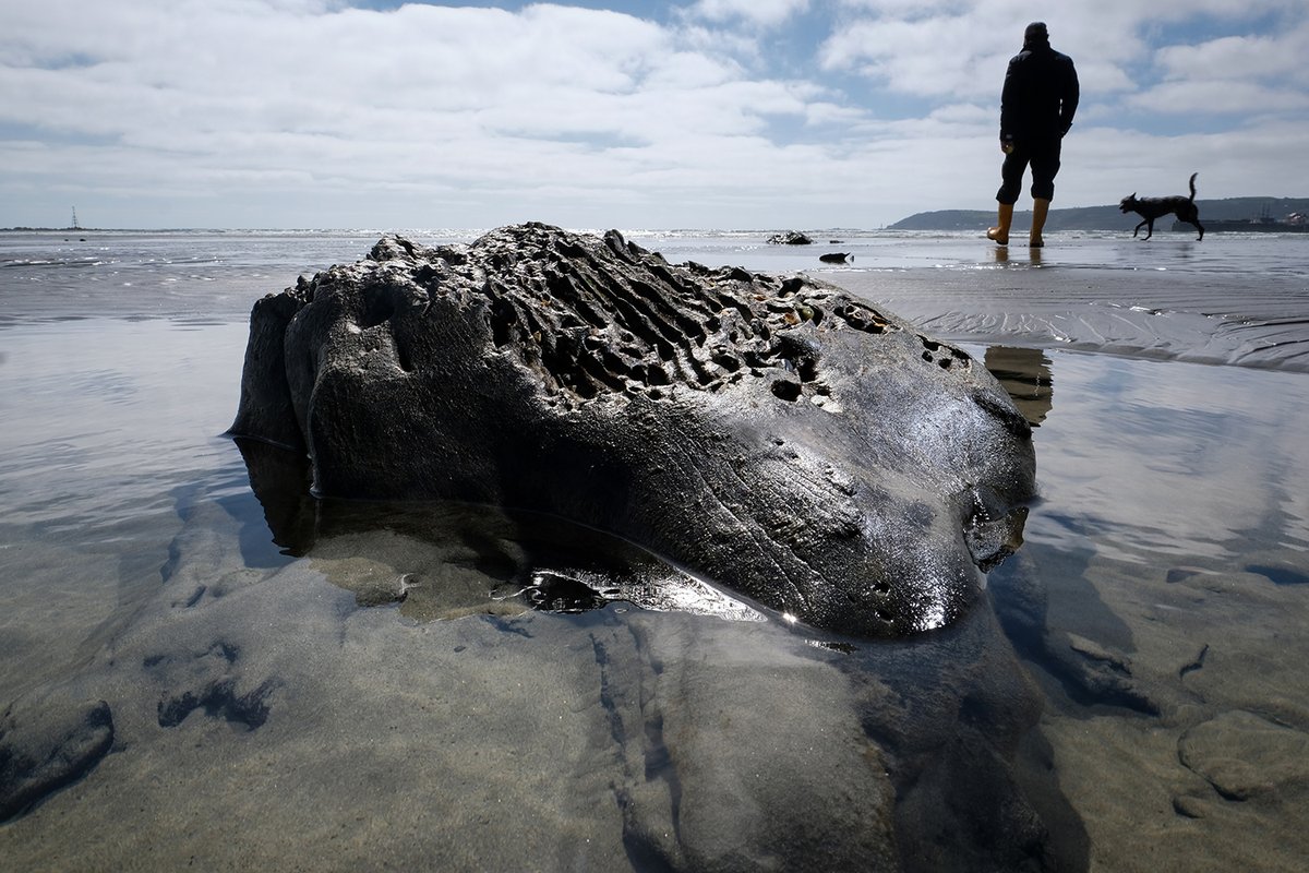 photogregmartin's tweet image. The lowest tide of the year has uncovered vast remains of a submerged ancient forest in Mount's Bay, Cornwall. The last time such a significant amount was exposed, following storms in 2014, geologists estimated the forest to be 4,000 to 6,000 years old. cornwalllive.com/news/cornwall-…