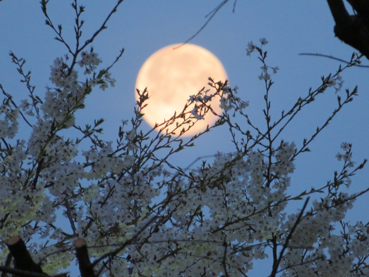 o2so5's tweet image. 欠けゆく月と散りゆく桜。
2021年3月30日コロナ禍の為、近所の東池袋中央公園にて撮影。
#月 #桜 #月が綺麗ですね #写真好きな人と繋がりたい #写真で伝える私の世界 #写真が好きな人と繋がりたい #写真撮るのが好きな人と繋がりたい #写真の奏でる私の世界 #写真好きと繋がりたい #東池袋中央公園