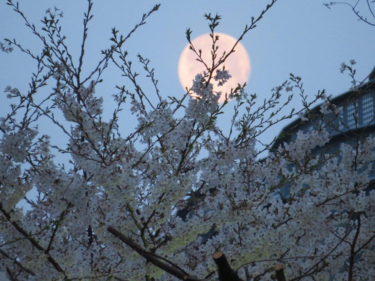 o2so5's tweet image. 欠けゆく月と散りゆく桜。
2021年3月30日コロナ禍の為、近所の東池袋中央公園にて撮影。
#月 #桜 #月が綺麗ですね #写真好きな人と繋がりたい #写真で伝える私の世界 #写真が好きな人と繋がりたい #写真撮るのが好きな人と繋がりたい #写真の奏でる私の世界 #写真好きと繋がりたい #東池袋中央公園