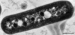 MsBiology_'s tweet photo. 3. Bacterioplankton| العوالق البكتيرية

عوالق جرثومية محدودة بتوافر الكربون العضوي، و تلعب دورا رئيسيا في السلاسل البايوكيميائية. https://t.co/Nn7XuClpza