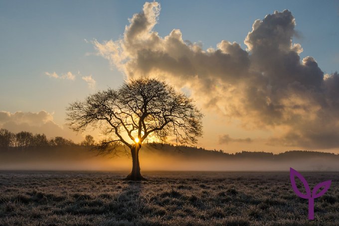 ConsultingAcs's tweet photo. When a problem is presented to us, we work fast and effectively to find the best outcomes for you and the #environment. Talk to our qualified industry leaders today: 01565755422 #arboriculture #treeconsultants https://t.co/J0r7x8MIuw