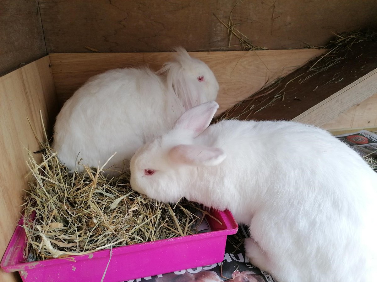 Raystede's tweet image. Can you conjure up an adoption spell for these two wizarding wonders? Gandalf and Dumbledore are 11-month-old neutered rabbits who are looking for a magical home full of care as they are partially sighted with some hearing difficulties.

Please visit our website to find out more.