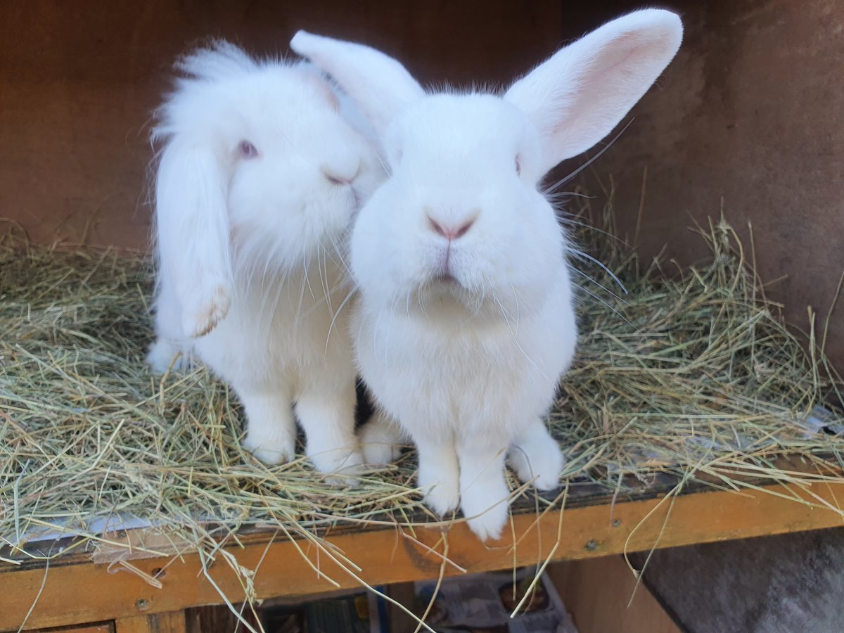 Raystede's tweet image. Can you conjure up an adoption spell for these two wizarding wonders? Gandalf and Dumbledore are 11-month-old neutered rabbits who are looking for a magical home full of care as they are partially sighted with some hearing difficulties.

Please visit our website to find out more.