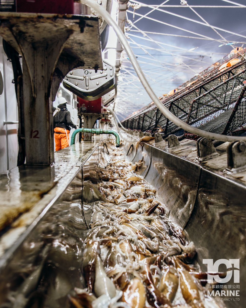 101MarineFK's tweet photo. Daylight breaking through in early morning over a chute of squid.

清晨破曉時裝滿魷魚的溜槽

#101marine #falklands #falklandislands #fishery #vessel #jigger #taiwan #kaohsiung #squidjigging #fishing #squidjigger #squidfishing #SouthAtlantic #illex #fishingvessel #squid https://t.co/I7kNheIrAc