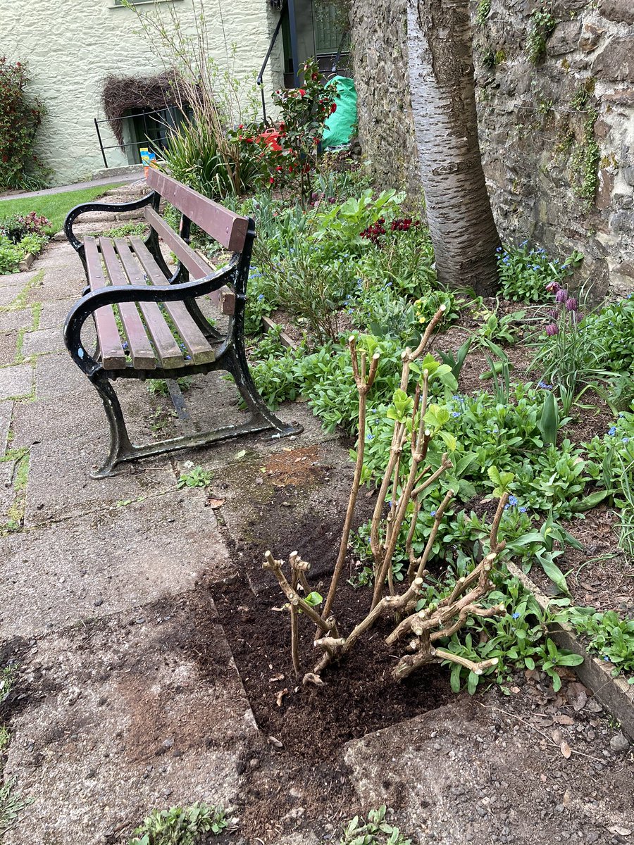 Richard_001's tweet photo. Diana let me keep a white hydrangea that I dug up from her courtyard garden. It’s a new addition to the Castle Street Pocket Park #LoveCastleStreet. https://t.co/SflvIhEvJn