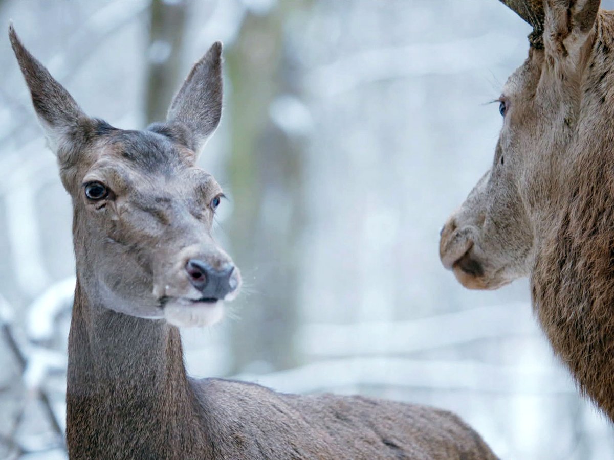 'EN CUERPO Y ALMA', parte de un planteamiento gélido para ir, poco a poco, transitando en terrenos cada vez más cálidos, donde sueños y amor (o algo parecido) evaden a los protagonistas de una cruda realidad. Sutil y delicada, de ritmo lento eso sí, es cuanto menos curiosa.