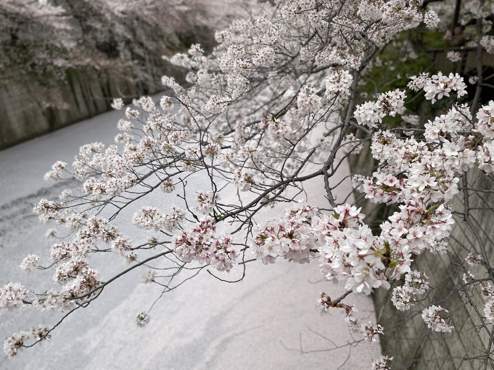 Ranranranda 花筏https T Co Vapku9dje0 Twitter