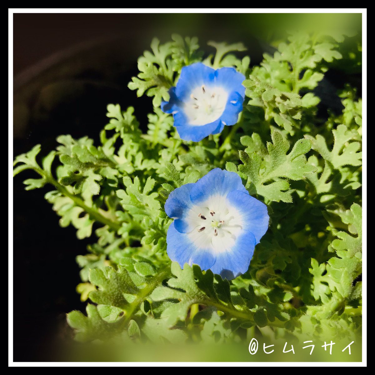 ヒムラ サイ 写真垢 Himurasai Photo Twitter