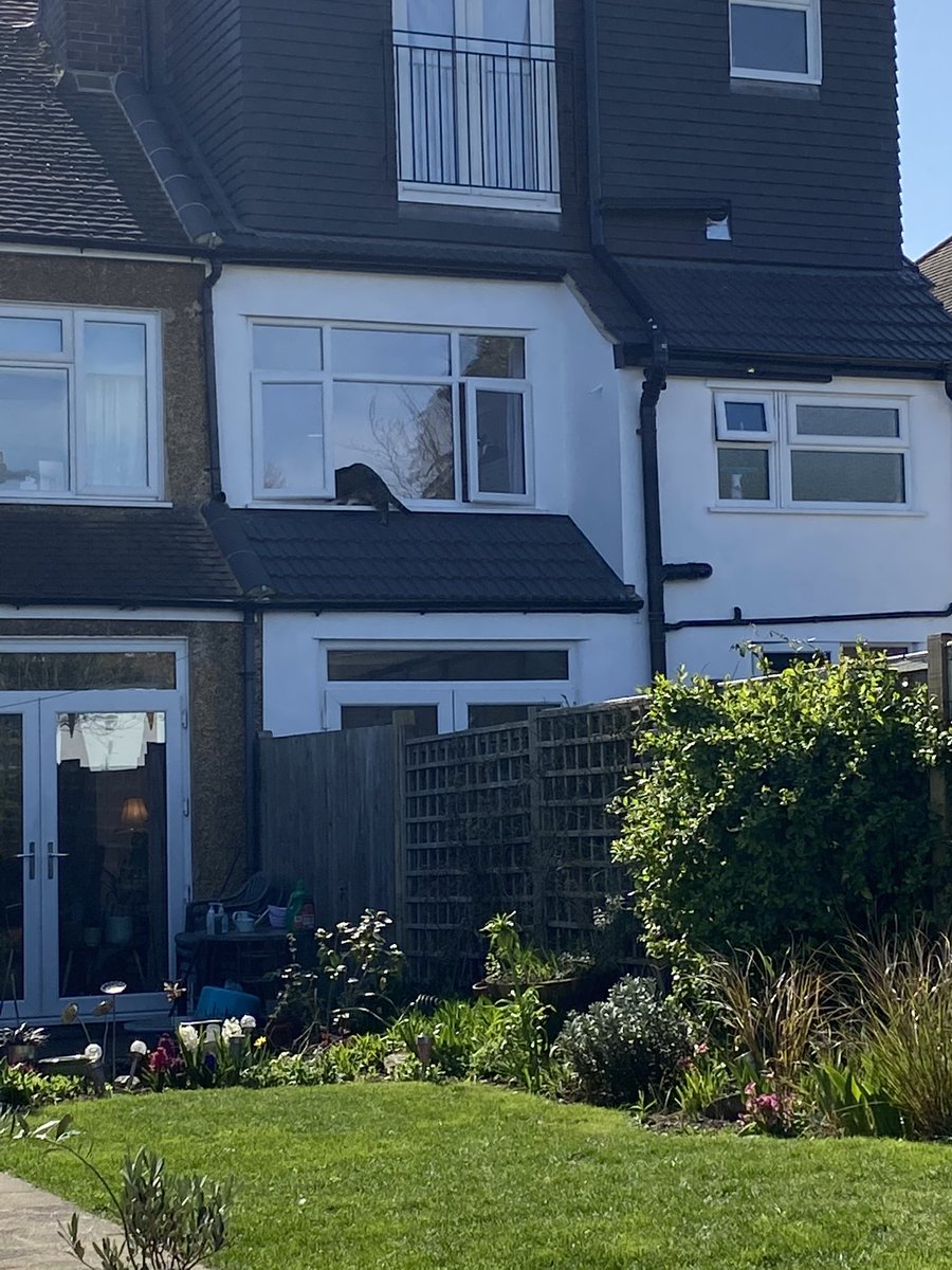 Watching by as my cat breaks into next doors house 👀