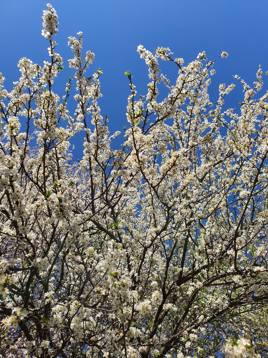 maglorfin's tweet photo. 🌱🌸🌞 #Spring2021 #nofilter #note10plusphotography https://t.co/Obl0XGbaaM