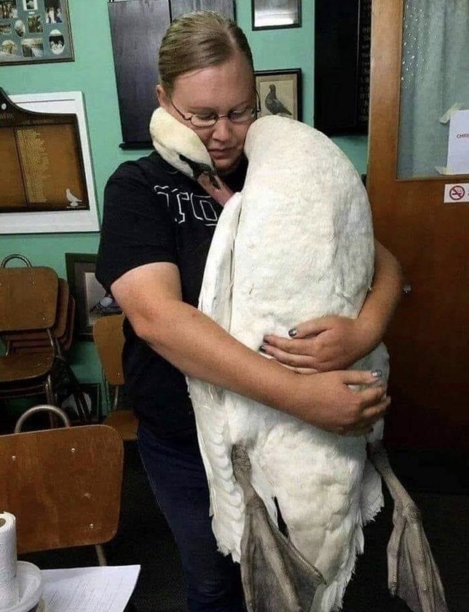 space_treasure8's tweet photo. The Swan embracing the veterinarian, who saved his life. https://t.co/t6Ww3e8LUb