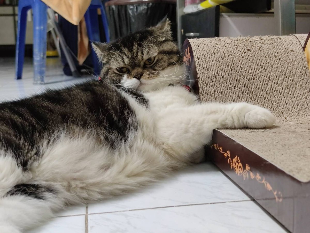 curfewmeow's tweet photo. Let's see how sexy it is. https://t.co/lGiKzIt1Gw