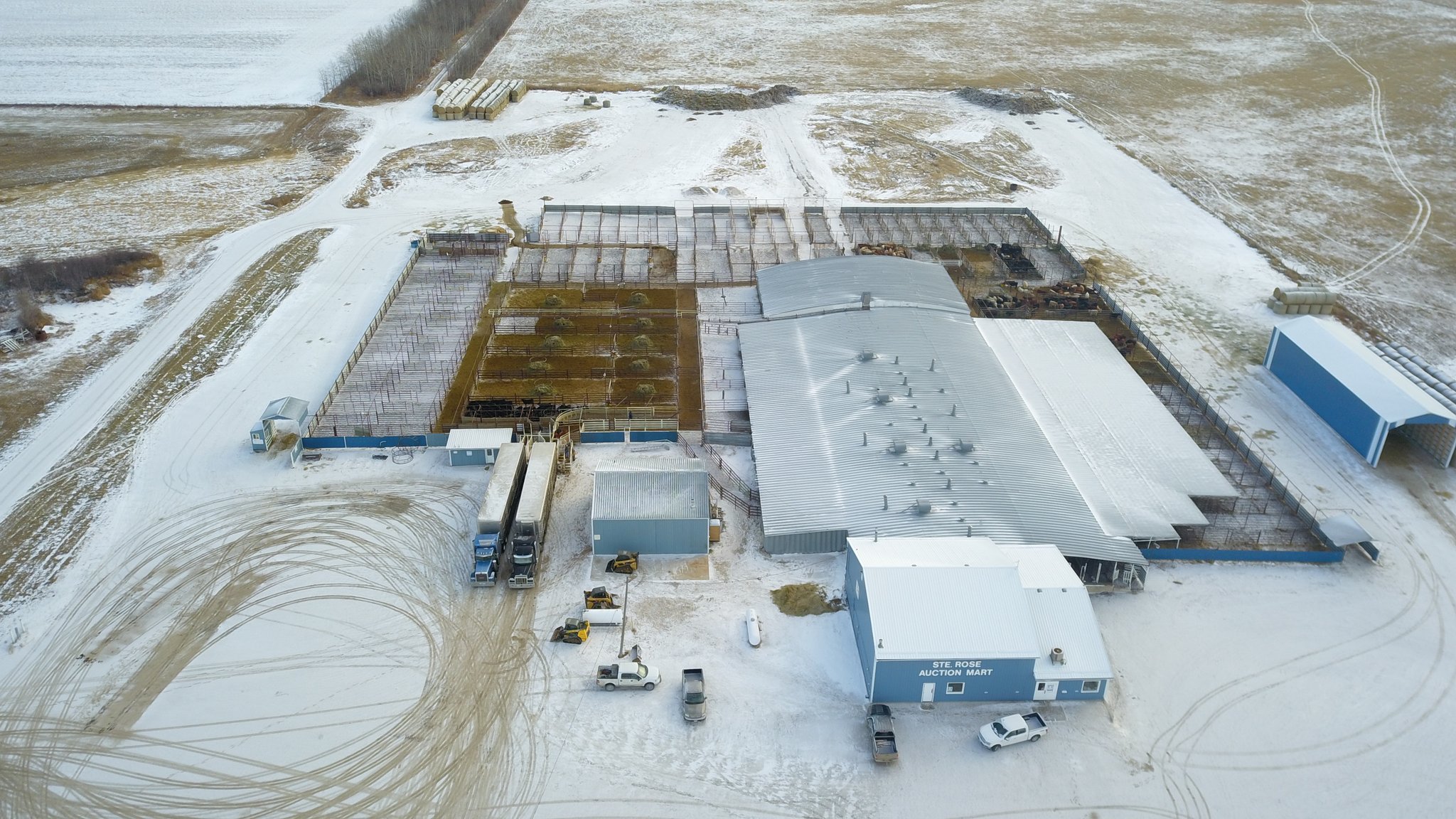 Ste. Rose Auction Mart on Twitter "NO Cattle sale this week, due to