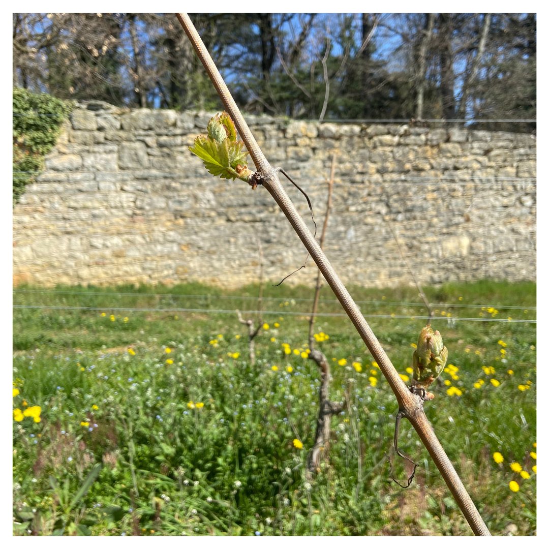 [ La vigne pousse ]

Le printemps est la ! 
Les bourgeons commencent à sortir sur les jeunes plants de vigne

#lavignecontinue #vigne #vigneron #nature #bourgeons