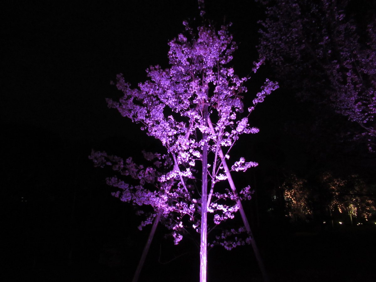 ｉｋｙｓ 21年3月30日 京都 二条城 桜ライトアップ No 7 京都 桜 二条城