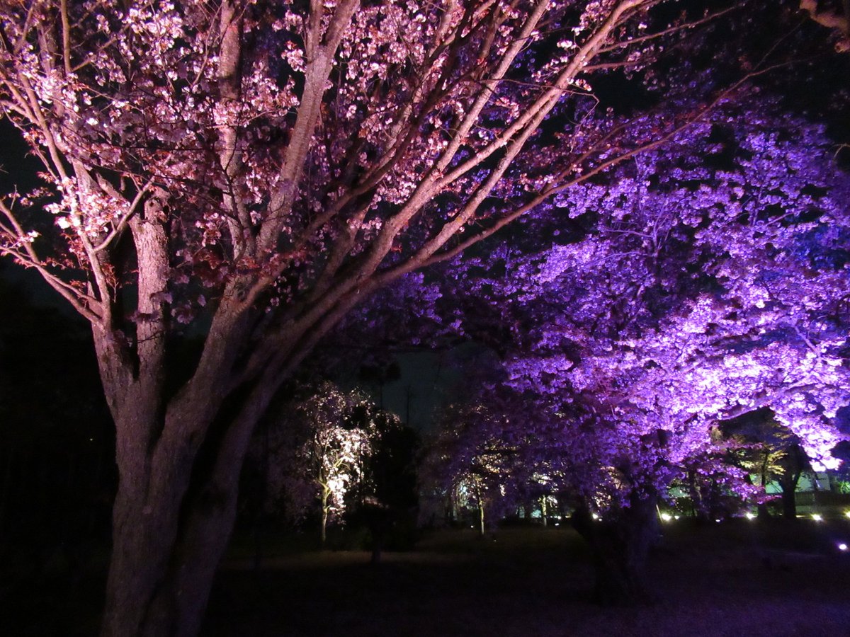 ｉｋｙｓ 21年3月30日 京都 二条城 桜ライトアップ No 8 京都 桜 二条城