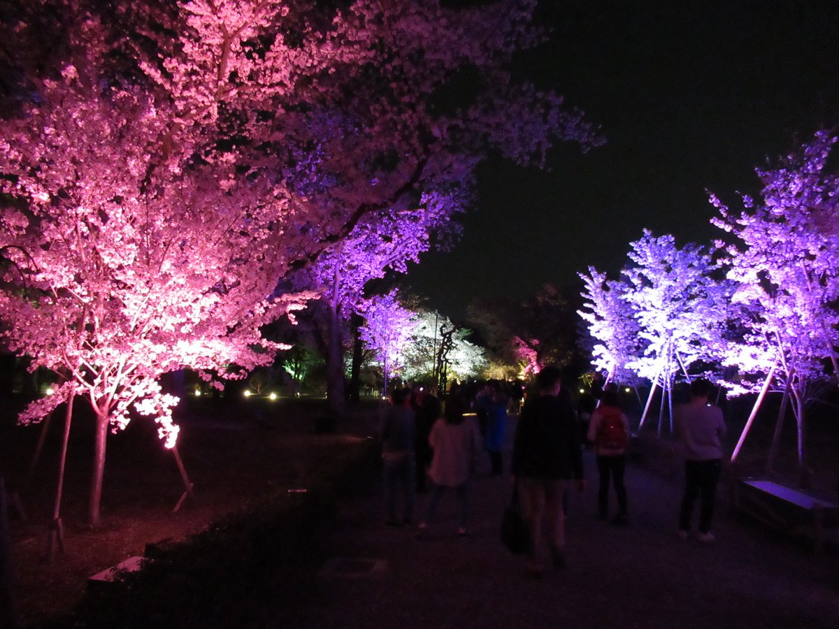 ｉｋｙｓ A Twitter 21年3月30日 京都 二条城 桜ライトアップ No 8 京都 桜 二条城