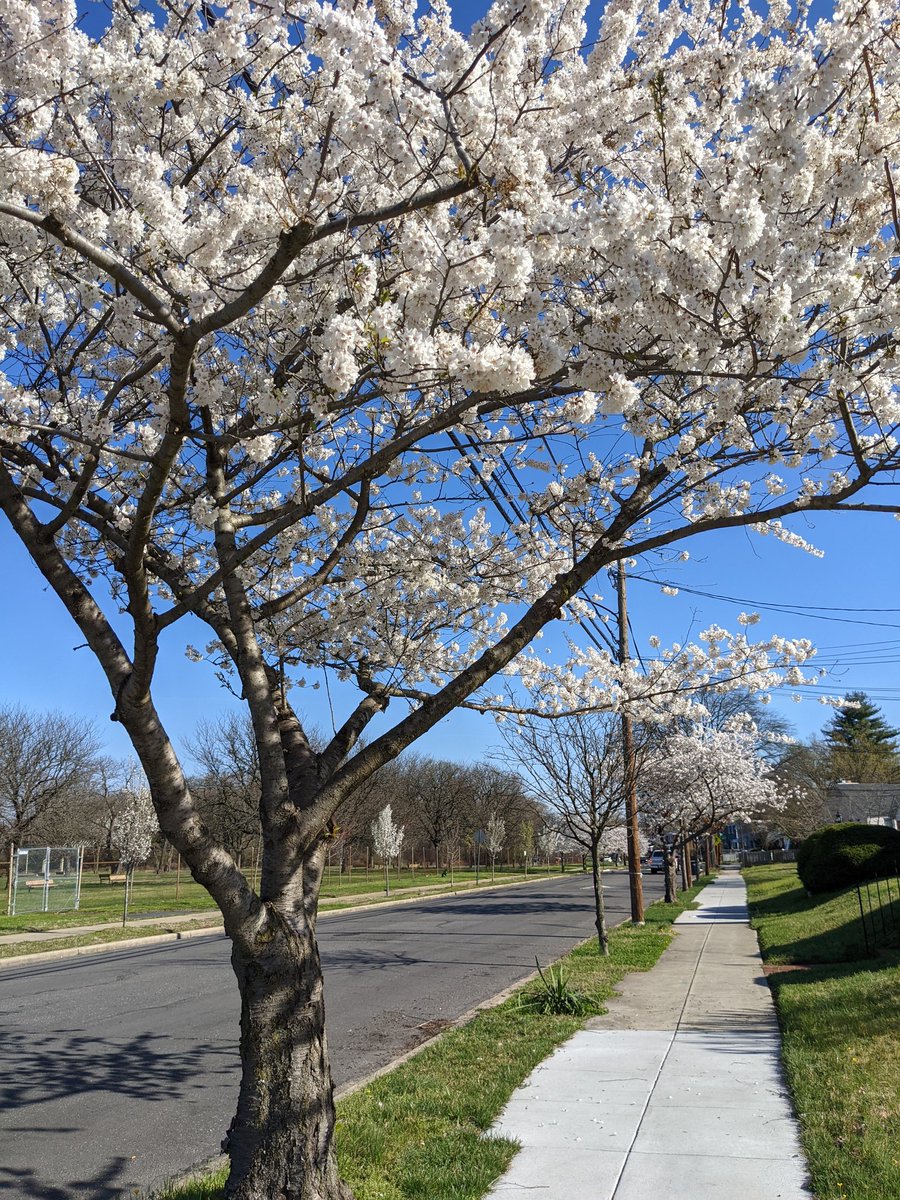 Look no further, #Ward7 #StepIntoSpring is abundant with cherry blossoms all down Anacostia Ave NE 🌸🌱 @CherryBlossFest
