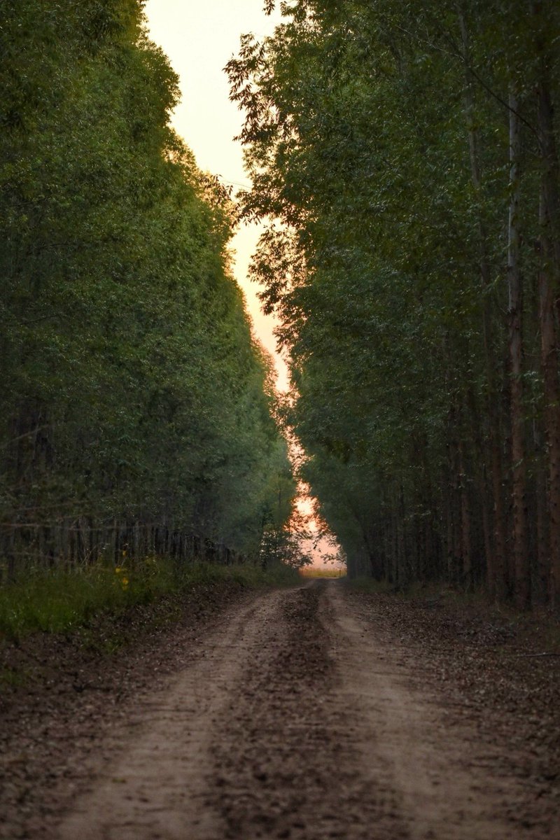 iamlight887's tweet photo. Caminante, son tus huellas el camino y nada más; caminante, no hay camino, se hace camino al andar...🇵🇾📸 https://t.co/X20t8bCwyD