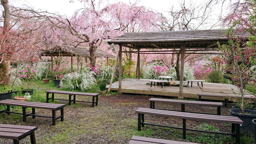 京都 桜の原谷苑 例年より席の間隔を空けさせていただいております 京都 原谷苑 桜 花見 T Co Hulahxtdxn Twitter