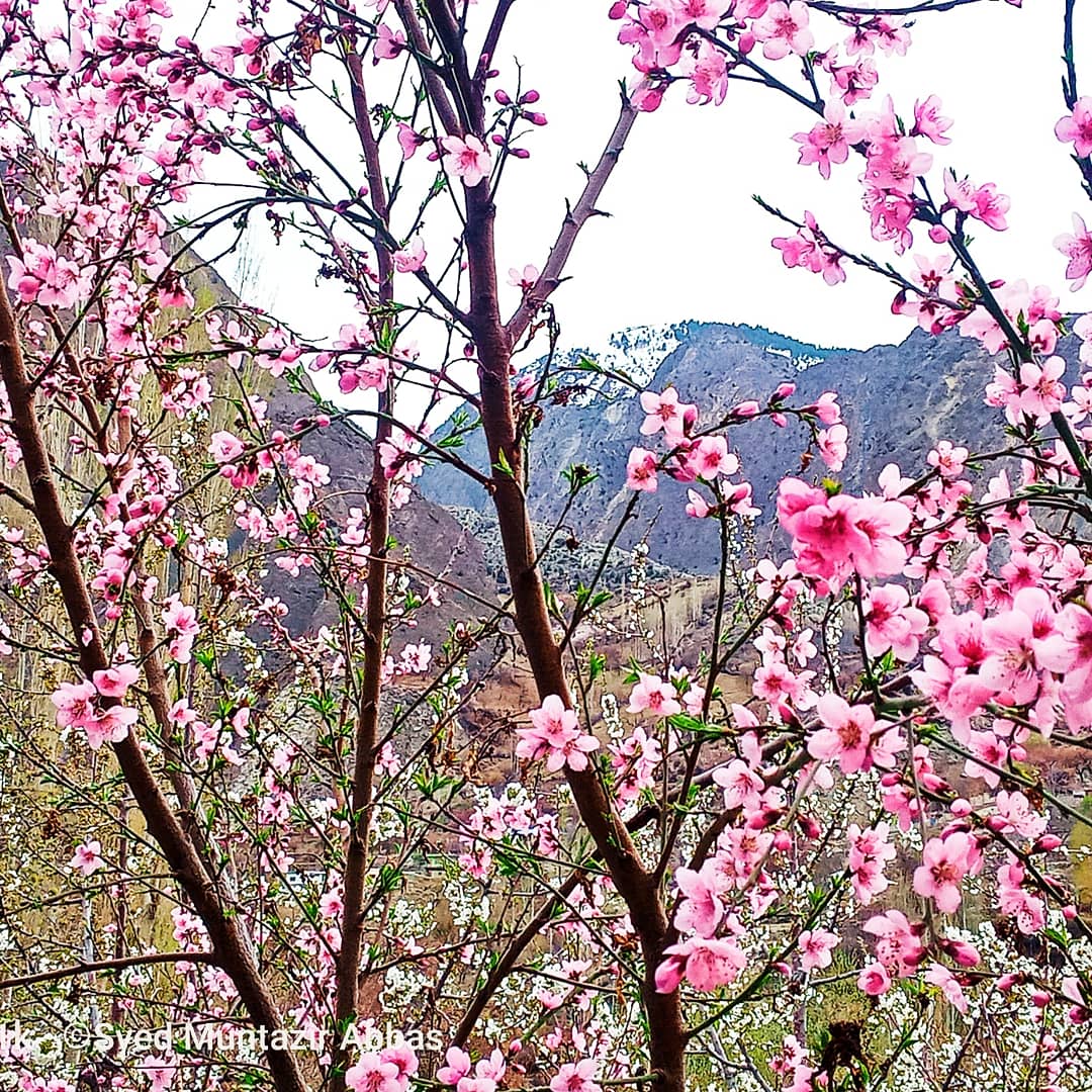 smzoologist's tweet photo. Cherry Bloosom Glimpse from Minapin Nagar .
#beauty 
#Nature 
#cherryblossom 
#Cherry https://t.co/iEHXkpQDgb