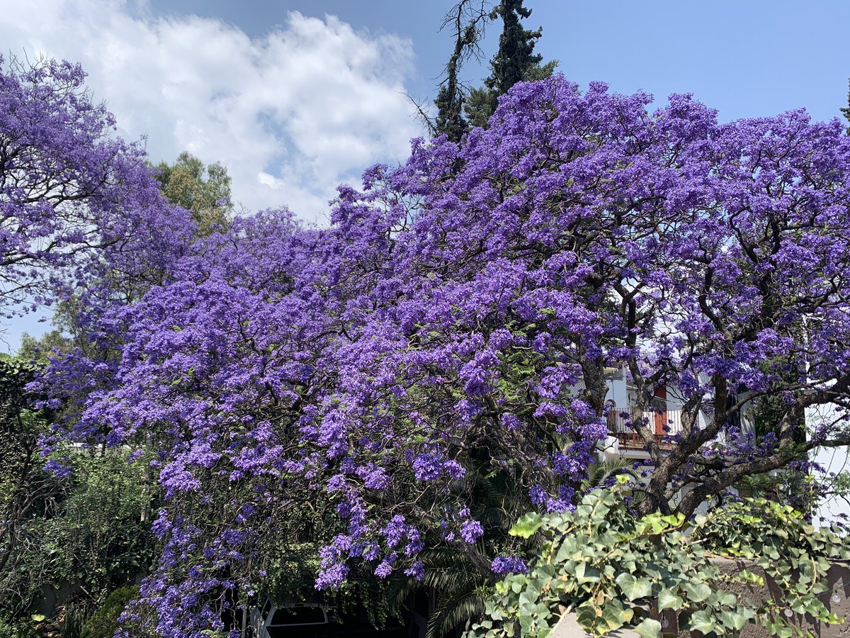 gabytanatologa's tweet image. Disfruta la temporada de vida; pasa pronto. 🦋