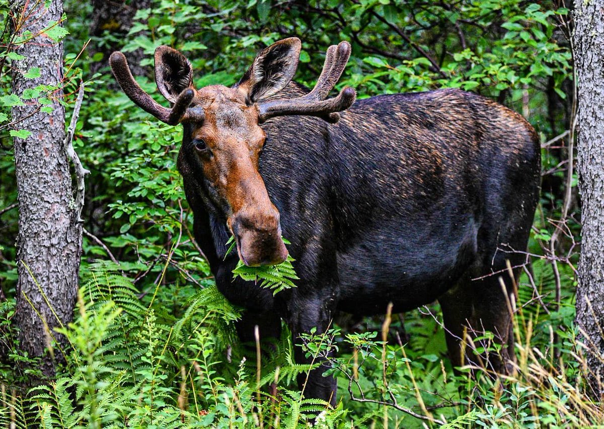 Today's White Mountains Alphabet Letter is "M" for Moose! This gentle giant can be seen at dusk or dawn and in swampy areas by the road.  A popular area to find moose is "Moose Alley", a 12-mile stretch of Rt. 3 near Pittsburg, NH.  📷: @cmckean23 #whitemountains #visitnh